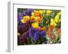 Mixed Flowering Bulbs: Tulips, Narcissi, Hyacinths-Elke Borkowski-Framed Photographic Print