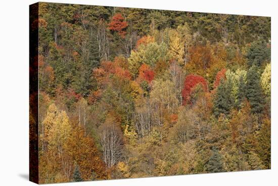 Mixed Forest in Autumn with Pine Poplar and Beech-null-Stretched Canvas