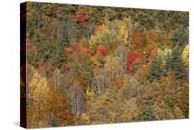 Mixed Forest in Autumn with Pine Poplar and Beech-null-Stretched Canvas