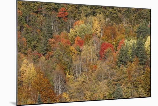 Mixed Forest in Autumn with Pine Poplar and Beech-null-Mounted Photographic Print