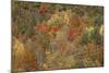 Mixed Forest in Autumn with Pine Poplar and Beech-null-Mounted Photographic Print