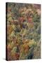 Mixed Forest in Autumn with Pine Poplar Oak Lime-null-Stretched Canvas