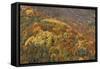 Mixed Forest in Autumn with Pine Poplar Oak Lime-null-Framed Stretched Canvas