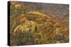 Mixed Forest in Autumn with Pine Poplar Oak Lime-null-Stretched Canvas