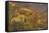 Mixed Forest in Autumn with Pine Poplar Oak Lime-null-Framed Stretched Canvas