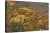 Mixed Forest in Autumn with Pine Poplar Oak Lime-null-Stretched Canvas