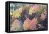 Mixed Forest in Autumn with Pine Poplar Oak Lime-null-Framed Stretched Canvas