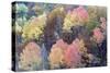 Mixed Forest in Autumn with Pine Poplar Oak Lime-null-Stretched Canvas