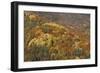 Mixed Forest in Autumn with Pine Poplar Oak Lime-null-Framed Photographic Print