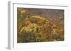 Mixed Forest in Autumn with Pine Poplar Oak Lime-null-Framed Photographic Print