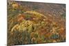 Mixed Forest in Autumn with Pine Poplar Oak Lime-null-Mounted Photographic Print