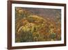 Mixed Forest in Autumn with Pine Poplar Oak Lime-null-Framed Photographic Print