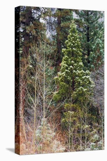 Mixed forest in winter, Yosemite Valley, Yosemite National Park, California, USA-Russ Bishop-Stretched Canvas