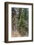 Mixed forest in winter, Yosemite Valley, Yosemite National Park, California, USA-Russ Bishop-Framed Photographic Print