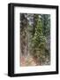 Mixed forest in winter, Yosemite Valley, Yosemite National Park, California, USA-Russ Bishop-Framed Photographic Print