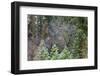 Mixed forest in winter, Yosemite Valley, Yosemite National Park, California, USA-Russ Bishop-Framed Photographic Print