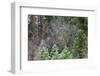 Mixed forest in winter, Yosemite Valley, Yosemite National Park, California, USA-Russ Bishop-Framed Photographic Print