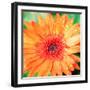 Mixed Gerber I-Susan Bryant-Framed Photographic Print