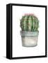 Mixed Greens Succulent II-null-Framed Stretched Canvas