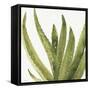 Mixed Greens XXXVIII-Lisa Audit-Framed Stretched Canvas