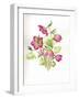 Mixed Hellebores-Sally Crosthwaite-Framed Giclee Print