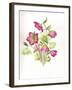 Mixed Hellebores-Sally Crosthwaite-Framed Giclee Print