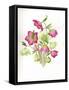 Mixed Hellebores-Sally Crosthwaite-Framed Stretched Canvas