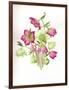 Mixed Hellebores-Sally Crosthwaite-Framed Giclee Print