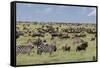 Mixed herd of wildebeest and zebras, Serengeti National Park, Tanzania, Africa-Adam Jones-Framed Stretched Canvas