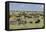 Mixed herd of wildebeest and zebras, Serengeti National Park, Tanzania, Africa-Adam Jones-Framed Stretched Canvas