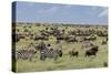 Mixed herd of wildebeest and zebras, Serengeti National Park, Tanzania, Africa-Adam Jones-Stretched Canvas