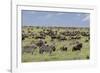 Mixed herd of wildebeest and zebras, Serengeti National Park, Tanzania, Africa-Adam Jones-Framed Photographic Print