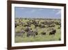 Mixed herd of wildebeest and zebras, Serengeti National Park, Tanzania, Africa-Adam Jones-Framed Photographic Print