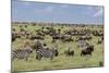 Mixed herd of wildebeest and zebras, Serengeti National Park, Tanzania, Africa-Adam Jones-Mounted Photographic Print