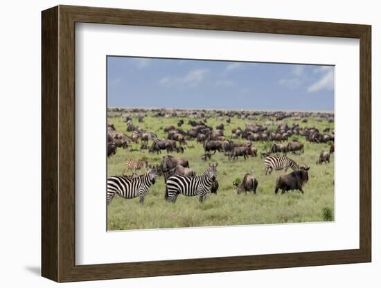 Mixed herd of wildebeest and zebras, Serengeti National Park, Tanzania, Africa-Adam Jones-Framed Photographic Print