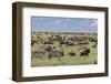 Mixed herd of wildebeest and zebras, Serengeti National Park, Tanzania, Africa-Adam Jones-Framed Photographic Print