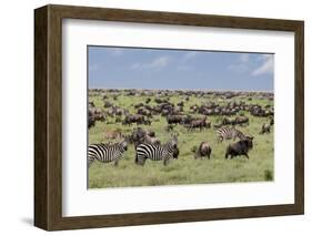 Mixed herd of wildebeest and zebras, Serengeti National Park, Tanzania, Africa-Adam Jones-Framed Photographic Print