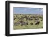 Mixed herd of wildebeest and zebras, Serengeti National Park, Tanzania, Africa-Adam Jones-Framed Photographic Print