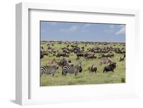 Mixed herd of wildebeest and zebras, Serengeti National Park, Tanzania, Africa-Adam Jones-Framed Photographic Print