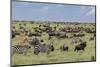 Mixed herd of wildebeest and zebras, Serengeti National Park, Tanzania, Africa-Adam Jones-Mounted Photographic Print