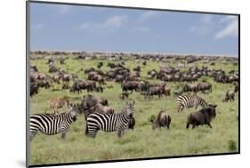 Mixed herd of wildebeest and zebras, Serengeti National Park, Tanzania, Africa-Adam Jones-Mounted Photographic Print