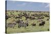 Mixed herd of wildebeest and zebras, Serengeti National Park, Tanzania, Africa-Adam Jones-Stretched Canvas