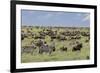 Mixed herd of wildebeest and zebras, Serengeti National Park, Tanzania, Africa-Adam Jones-Framed Photographic Print