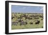 Mixed herd of wildebeest and zebras, Serengeti National Park, Tanzania, Africa-Adam Jones-Framed Photographic Print