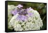 Mixed Hydrangea Flowers-Archie Young-Framed Stretched Canvas