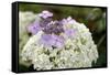 Mixed Hydrangea Flowers-Archie Young-Framed Stretched Canvas