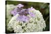 Mixed Hydrangea Flowers-Archie Young-Stretched Canvas