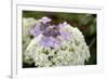 Mixed Hydrangea Flowers-Archie Young-Framed Photographic Print