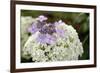 Mixed Hydrangea Flowers-Archie Young-Framed Photographic Print