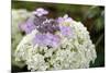 Mixed Hydrangea Flowers-Archie Young-Mounted Photographic Print